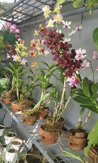 Orchids Variety
