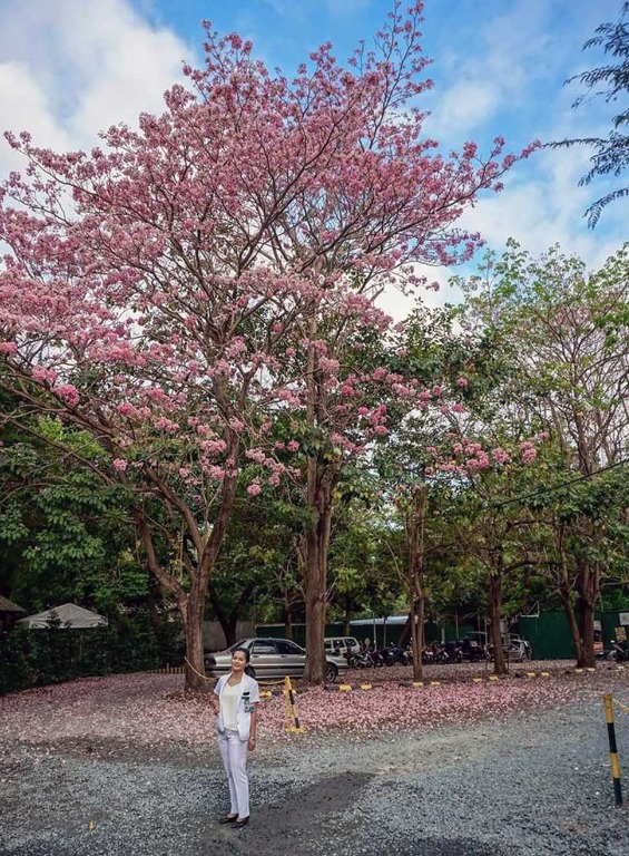 Palawan Cherry Blossom, Furniture & Home Living, Gardening, Plants