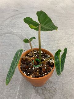 （分類：）位於 。 由 blackchan1105 提交（商品編號 1139137117，圖片 1）。簡介： 。