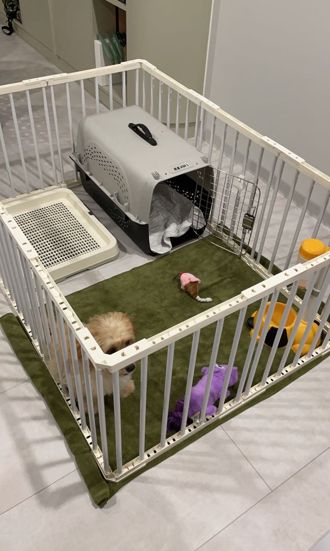 puppy crate and playpen set up