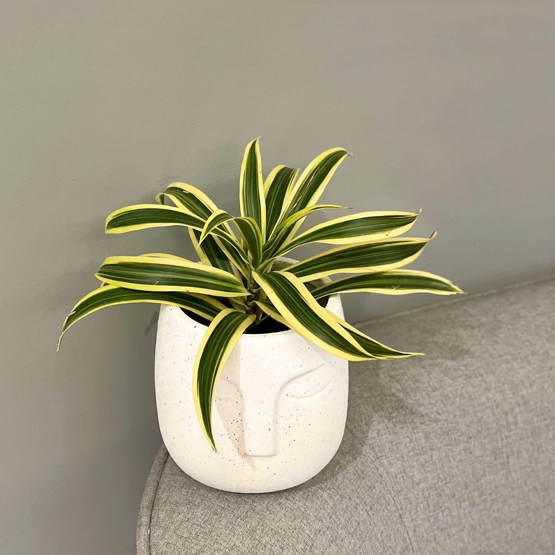 Variegated Screw Pine / Pandanus Veitchii potted in ceramic face pot
