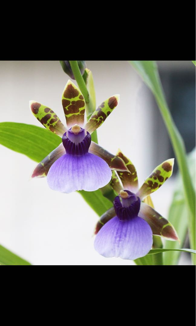 Zygopetalum, Furniture & Home Living, Gardening, Plants & Seeds on