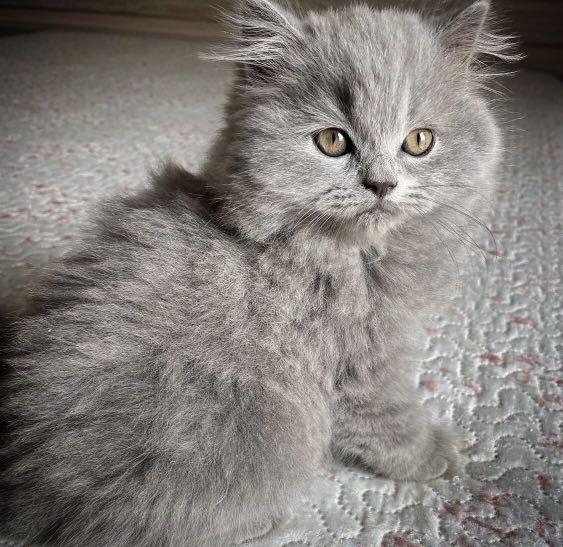 Kitten bsh hotsell
