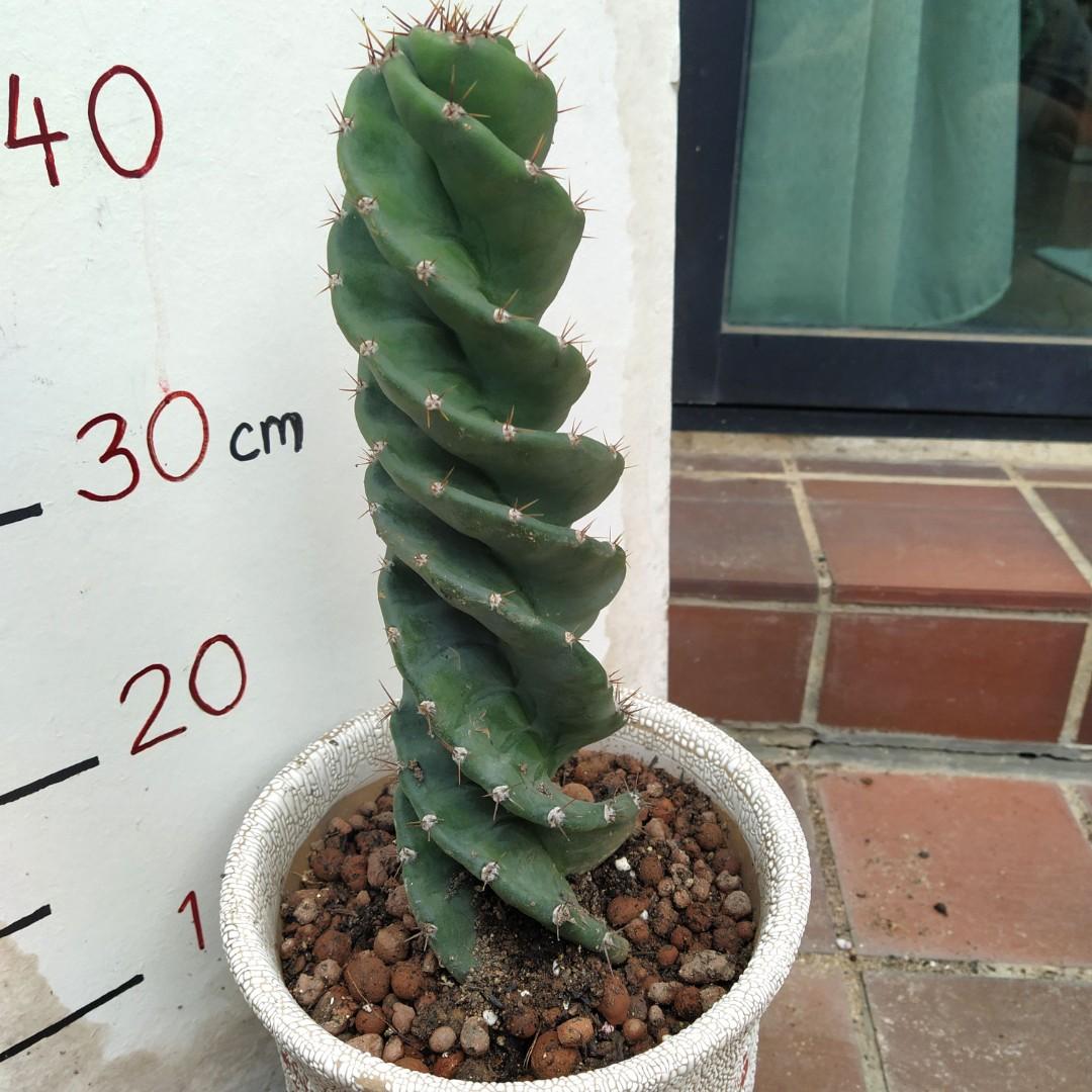 Cereus Forbesii Spiralis Spiral Cactus Furniture Home Living Gardening Plants Seeds On Carousell