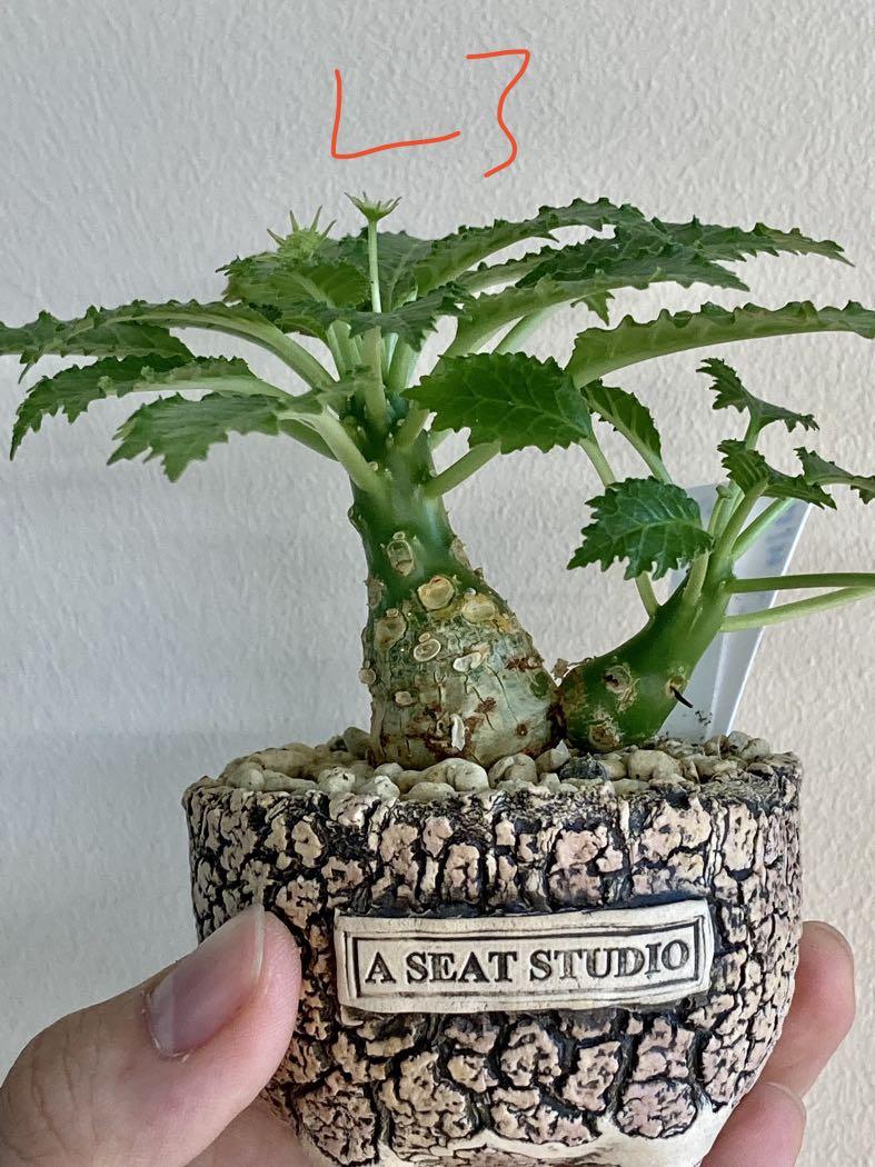Dorstenia horwoodii SEEDS FOR SALE Dorstenia horwoodii SEEDS FOR SALE