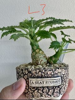(Category: ) located in . Submitted by leafygardener (Listing ID 1139406332, Image 1). Description: .