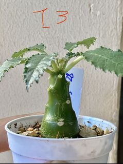 (Category: ) located in . Submitted by leafygardener (Listing ID 1139406146, Image 1). Description: .