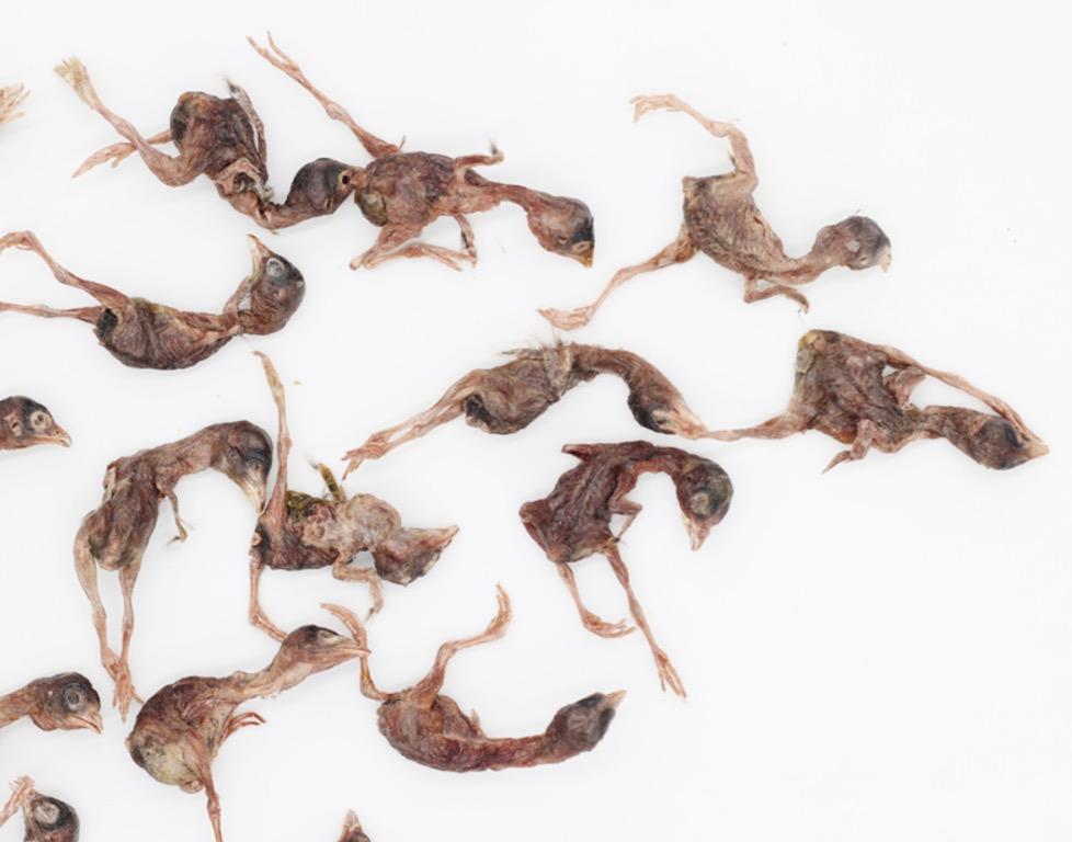 Freeze Dried Quails 70g, Pet Supplies, Pet Food on Carousell