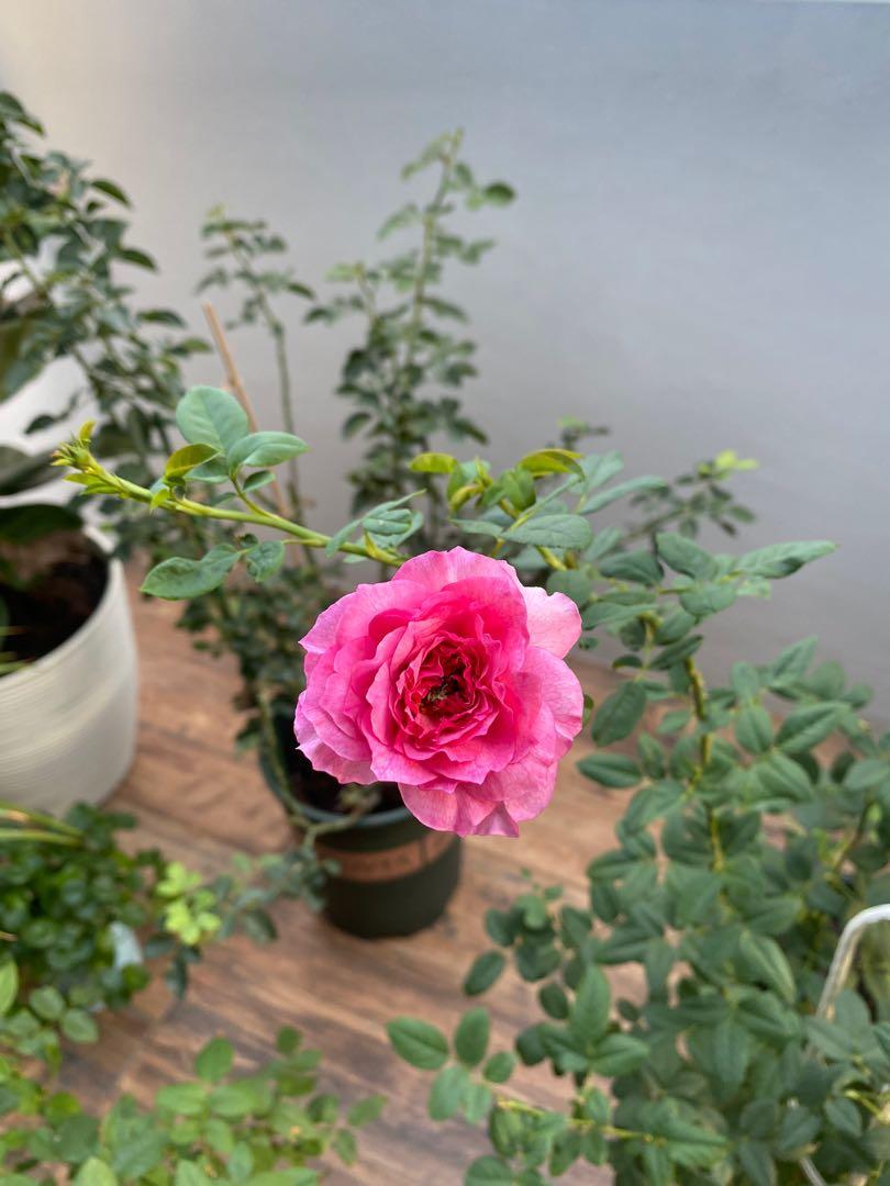 ID rose plant for sale - Constance, Furniture & Home Living