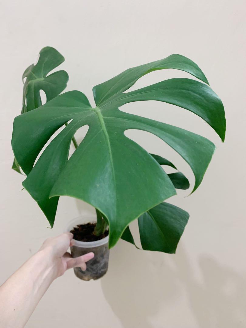 brazilian-monstera-deliciosa-brazil-form-furniture-home-living