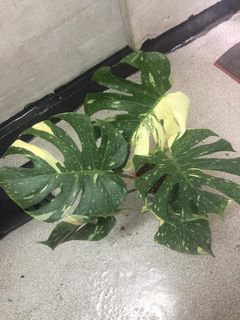 (Category: ) located in . Submitted by planttalkph (Listing ID 1139227369, Image 1). Description: .