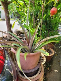 (Category: ) located in . Submitted by ruthchng (Listing ID 1139267751, Image 1). Description: .