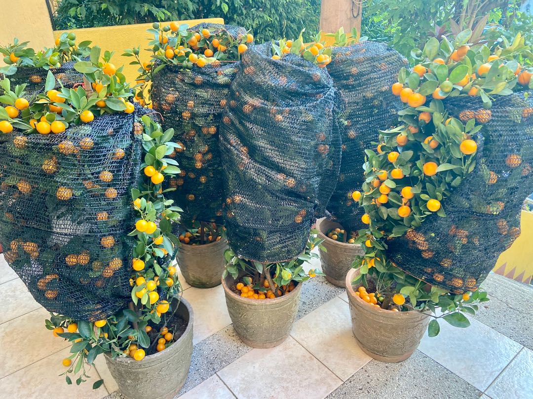 Prosperity Kiat Kiat Tree from Macau, Furniture & Home Living