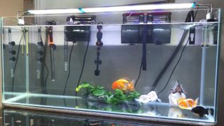 (Category: ) located in . Submitted by lomilee (Listing ID 1139531486, Image 1). Description: .