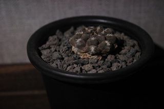 （分類：）位於 。 由 WingCay 提交（商品編號 1139510628，圖片 1）。簡介： 。