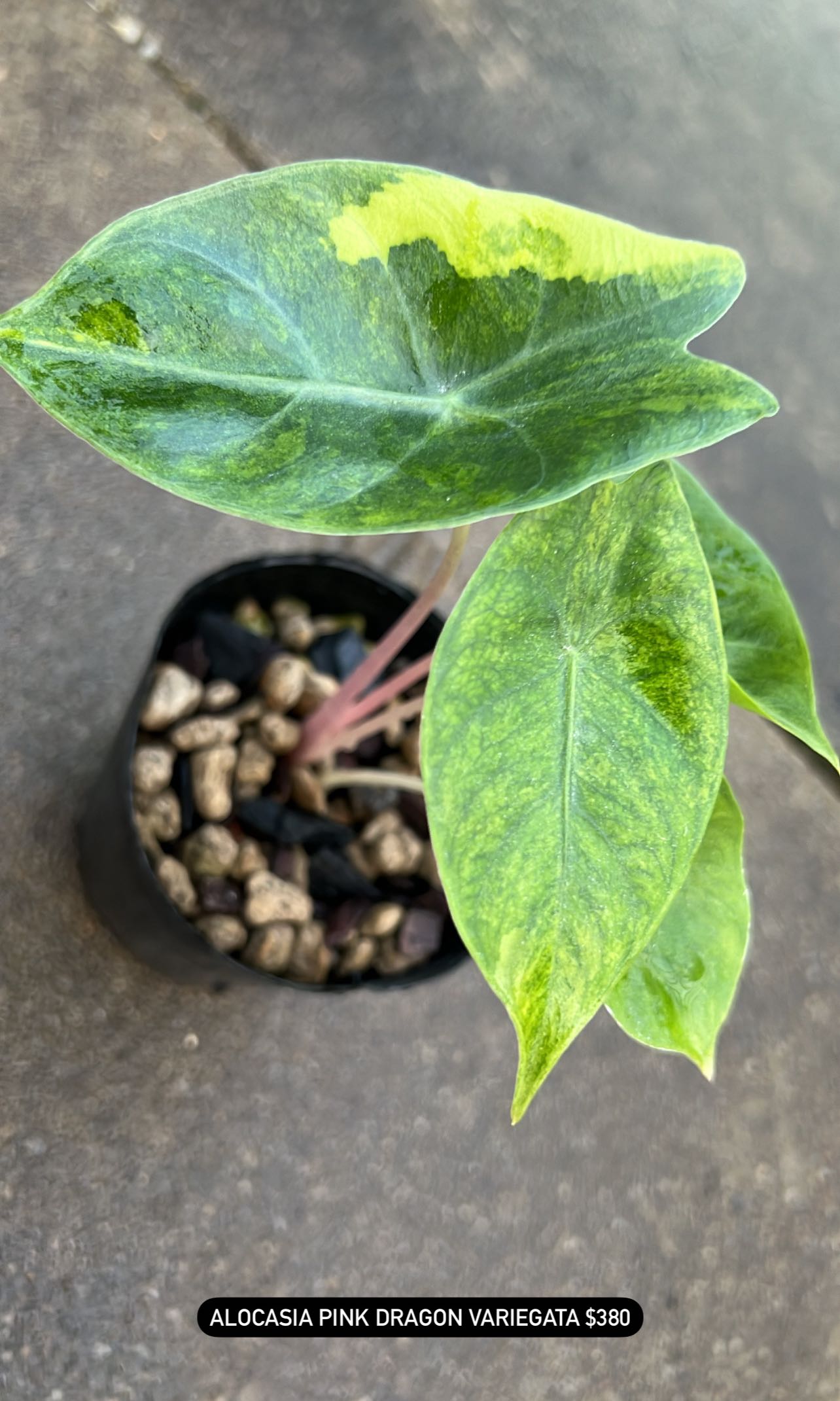 Alocasia Pink Dragon Variegata, Furniture & Home Living, Gardening, Plants & Seeds on Carousell