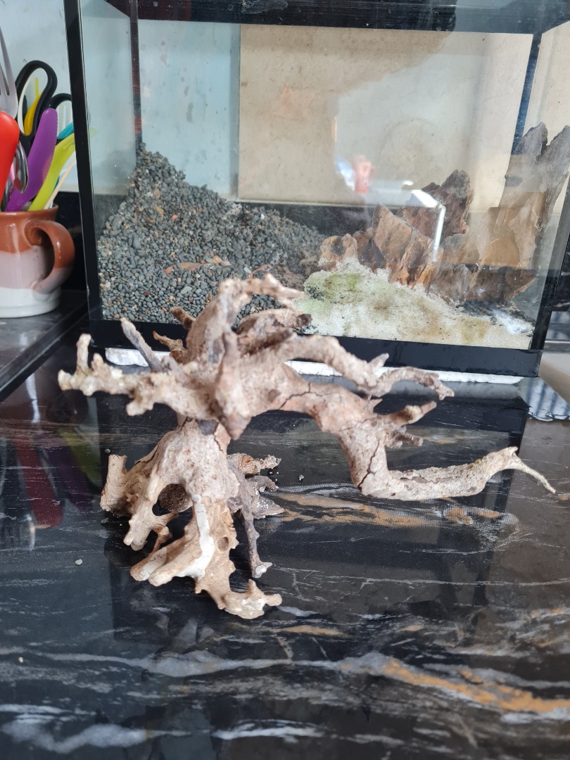 BONSAI, Pet Supplies, Homes & Other Pet Accessories on Carousell