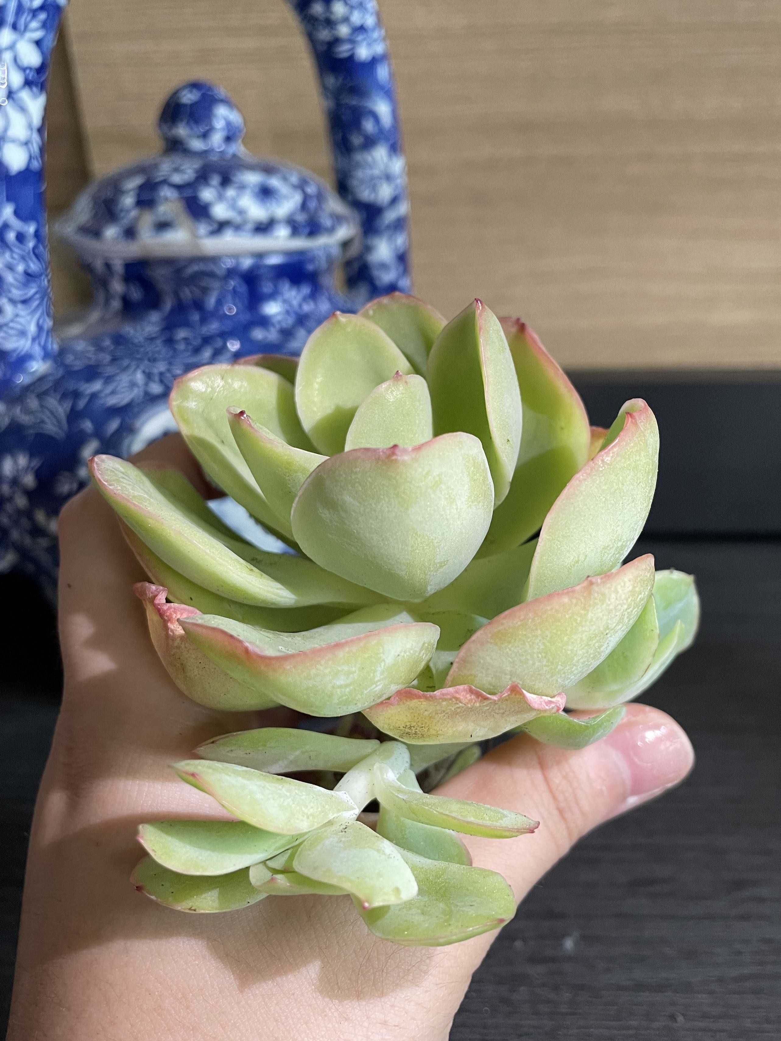 Twisted Succulent Pot By Charlie Willis Download Free Stl Model Prusaprinters