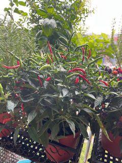 Edible and Organic Chilli Plant
