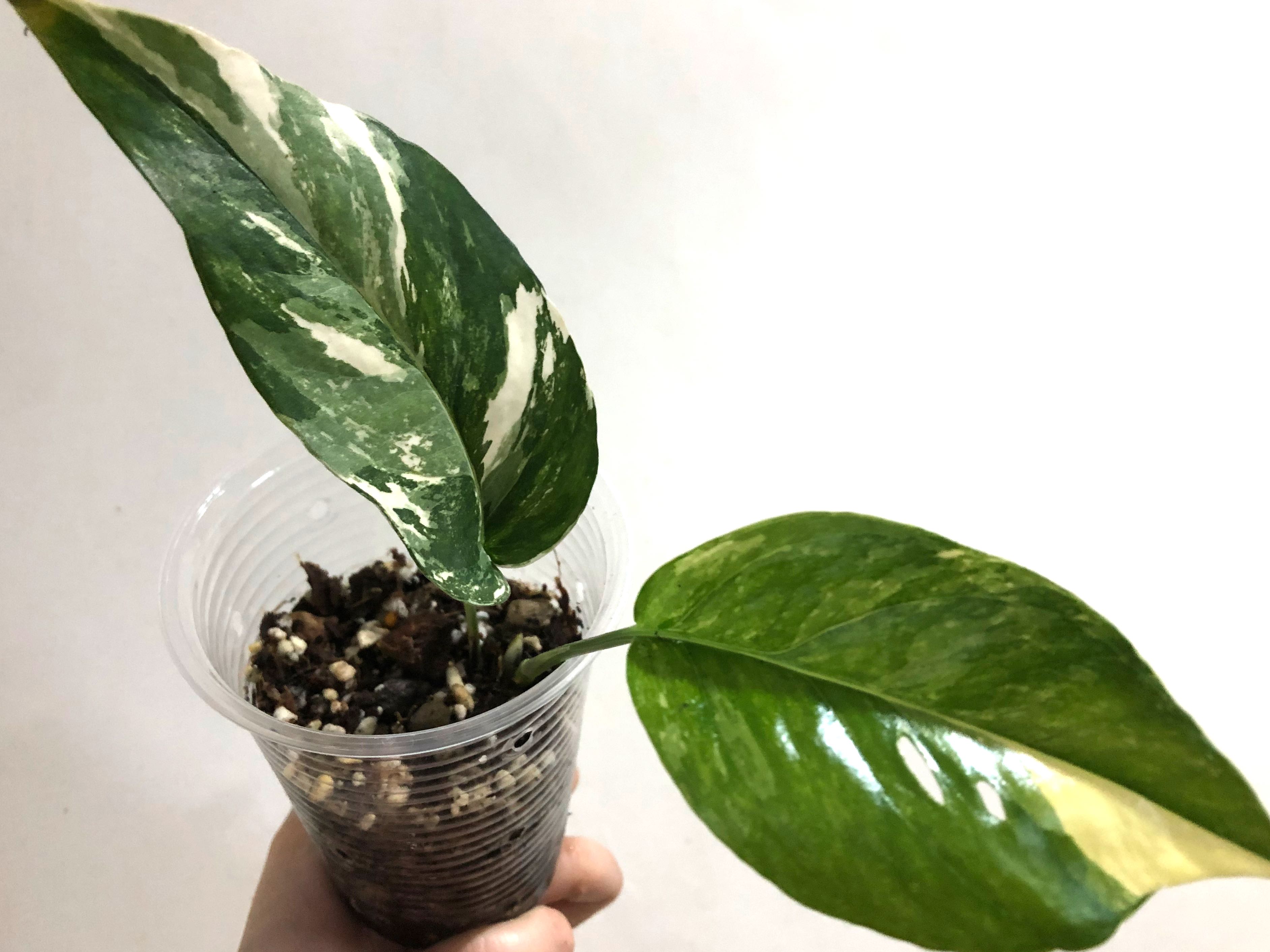 Epipremnum Pinnatum Var, Furniture & Home Living, Gardening, Plants