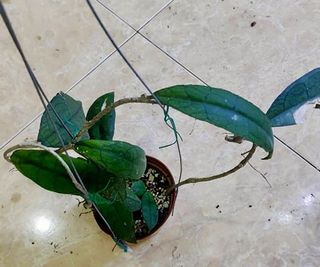 (Category: ) located in . Submitted by lovingorchids (Listing ID 1139518284, Image 1). Description: .