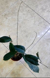 (Category: ) located in . Submitted by lovingorchids (Listing ID 1139518090, Image 1). Description: .