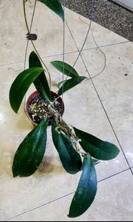 (Category: ) located in . Submitted by lovingorchids (Listing ID 1139518504, Image 1). Description: .