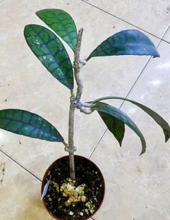 (Category: ) located in . Submitted by lovingorchids (Listing ID 1139515177, Image 1). Description: .