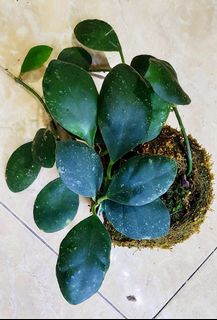 (Category: ) located in . Submitted by lovingorchids (Listing ID 1139532933, Image 1). Description: .