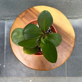 (Category: ) located in . Submitted by lavenderandco (Listing ID 1139494539, Image 1). Description: .