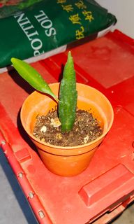 (Category: ) located in . Submitted by apricot.rozman (Listing ID 1139525996, Image 1). Description: .