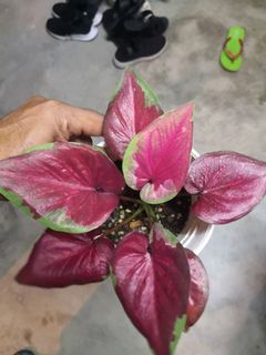 (Category: ) located in . Submitted by mohdsame (Listing ID 1139585671, Image 1). Description: .