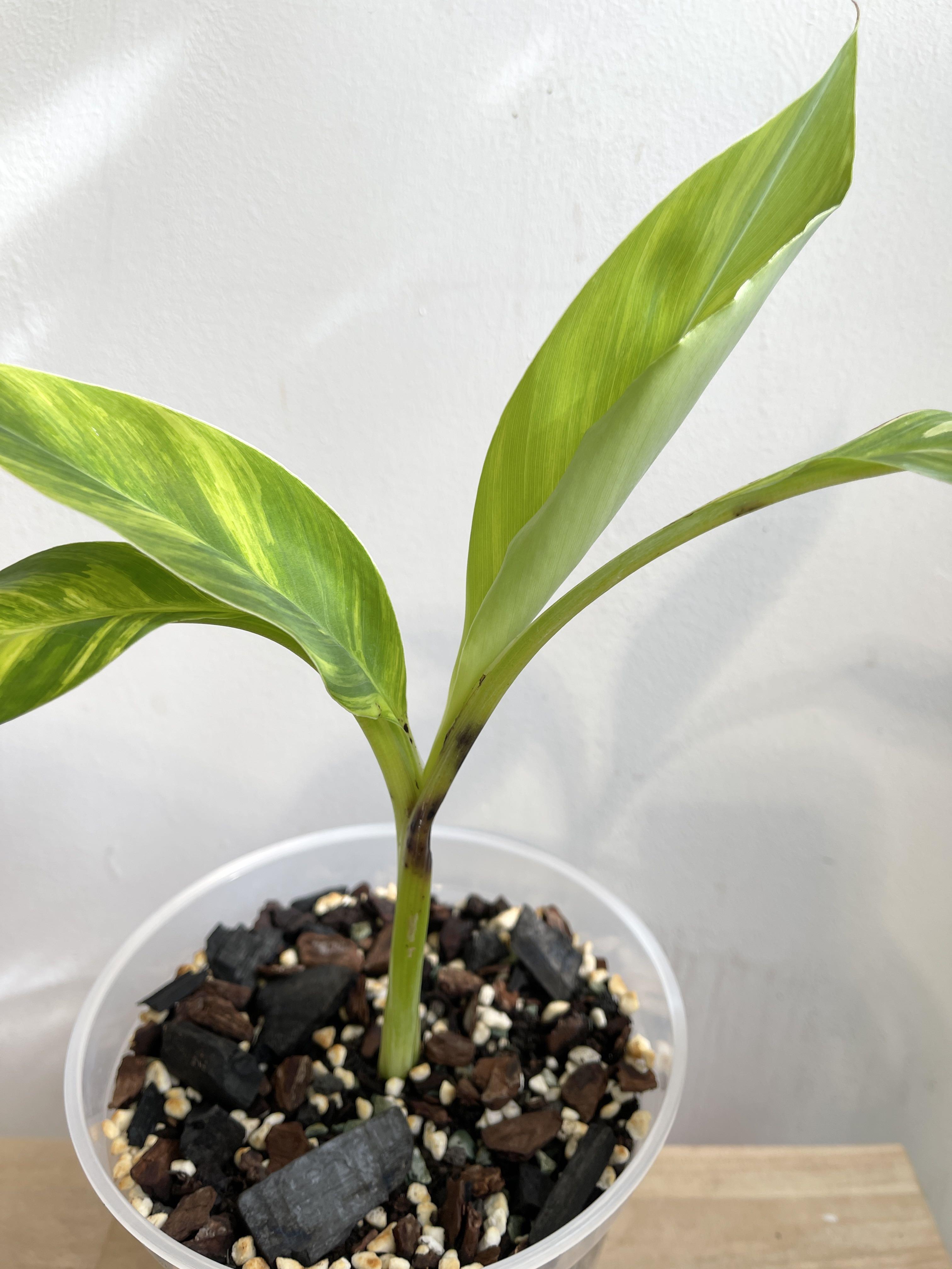 Rare Musa “Ice Cream” Variegated Banana, Furniture & Home Living, Gardening, Plants & Seeds on