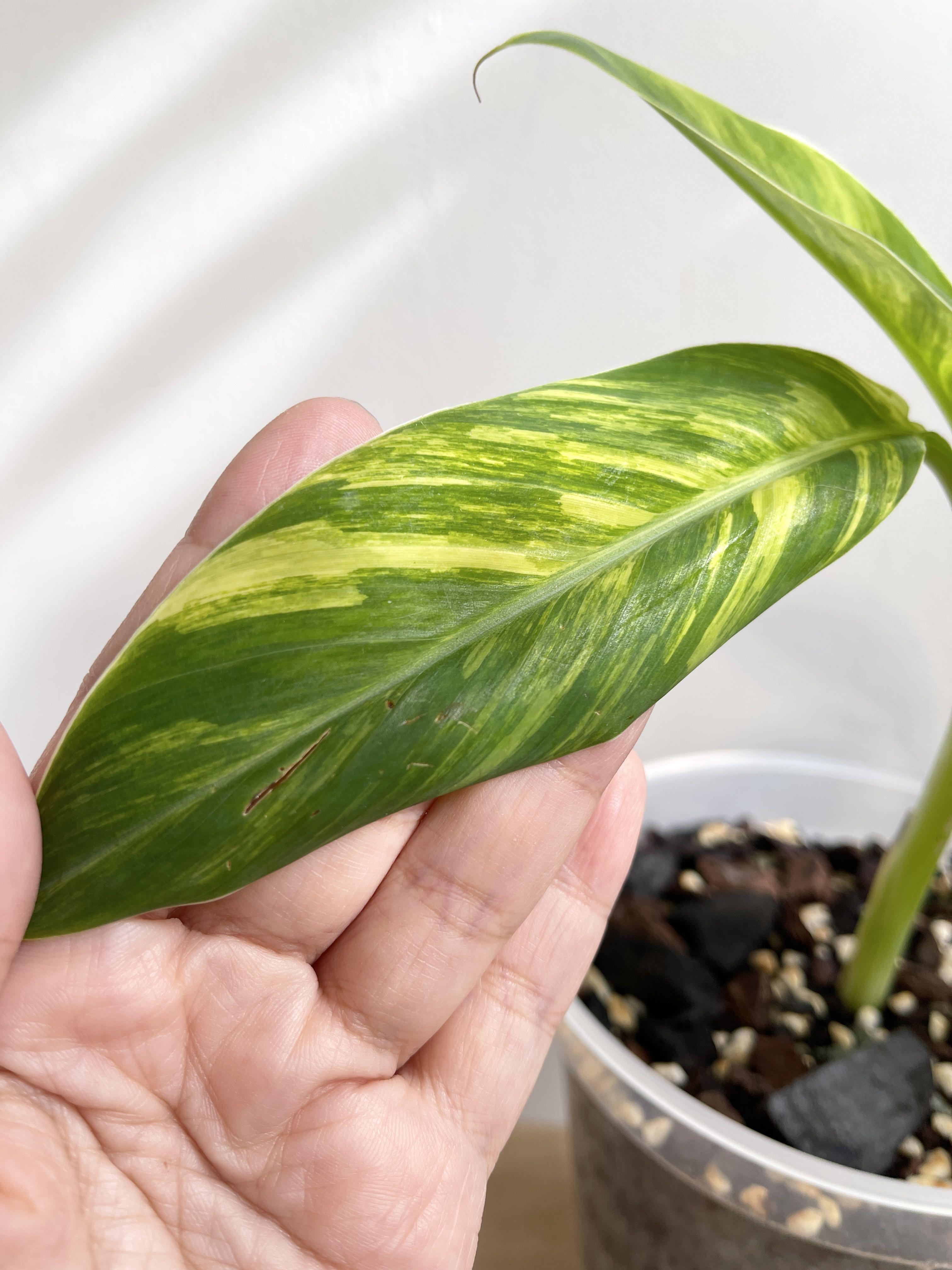 Rare Musa “Ice Cream” Variegated Banana, Furniture & Home Living