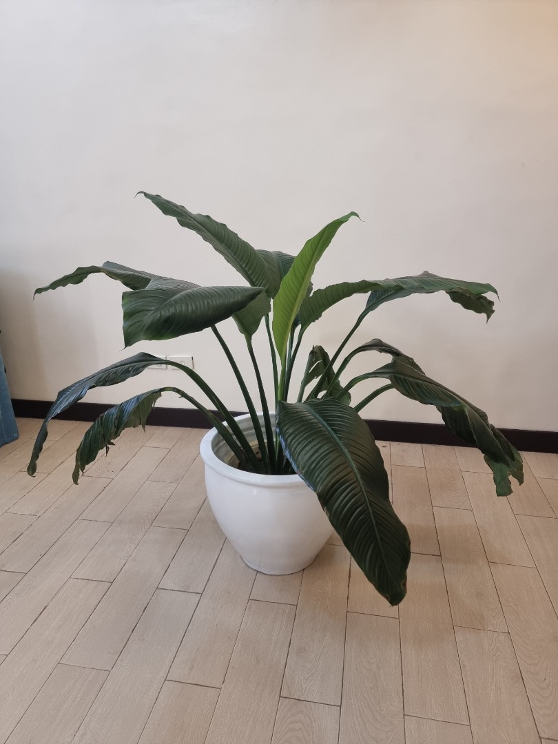 Sensation Plant and big pot (bundle), Furniture & Home Living