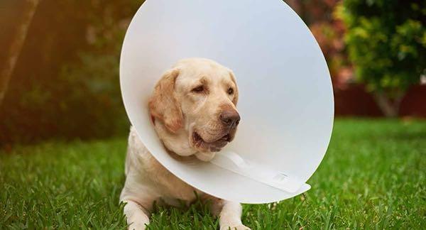 XXL dog cone 30cm