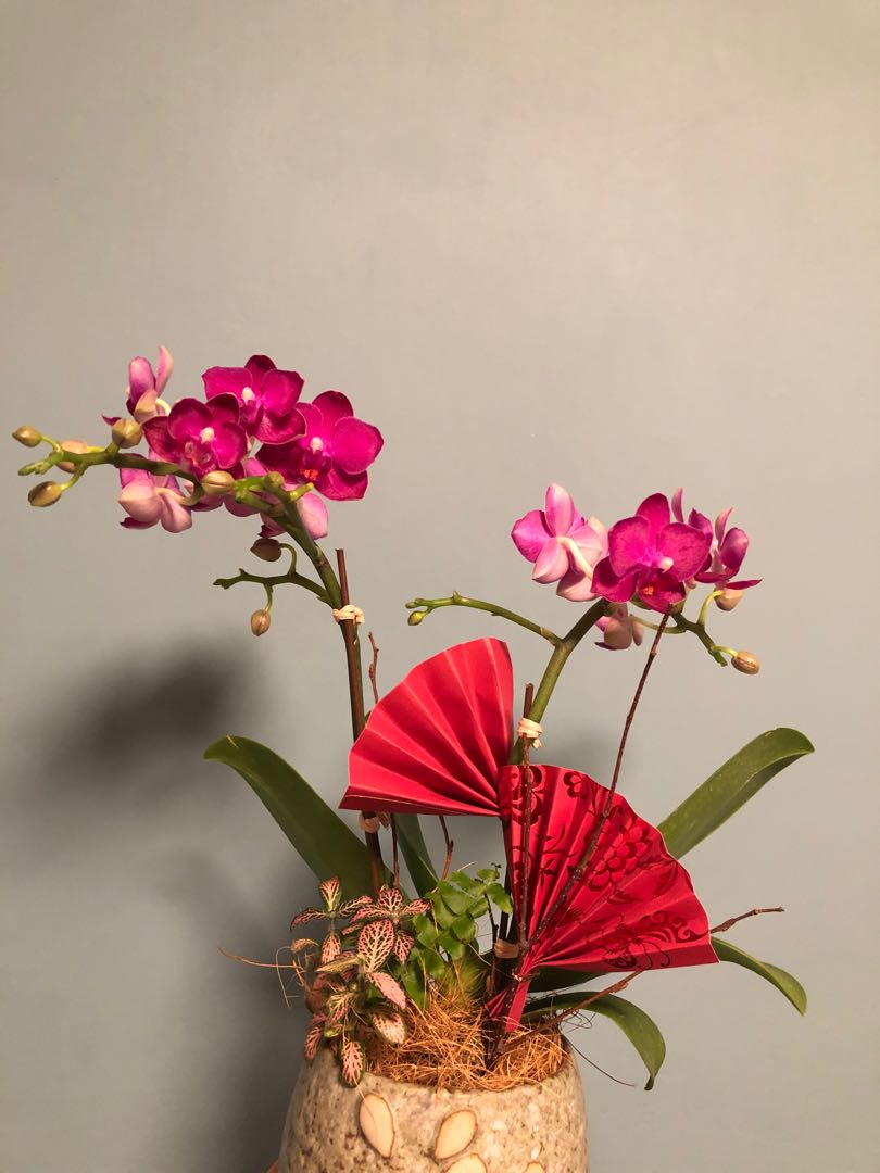 新年迷你蝴蝶蘭盆栽設計 興趣及遊戲 手作 自家設計 文具及工藝 花 Carousell