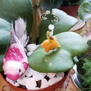 （分類：）位於 。 由 gracelam9266 提交（商品編號 1139734104，圖片 1）。簡介： 。