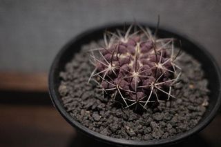 （分類：）位於 。 由 WingCay 提交（商品編號 1139697829，圖片 1）。簡介： 。
