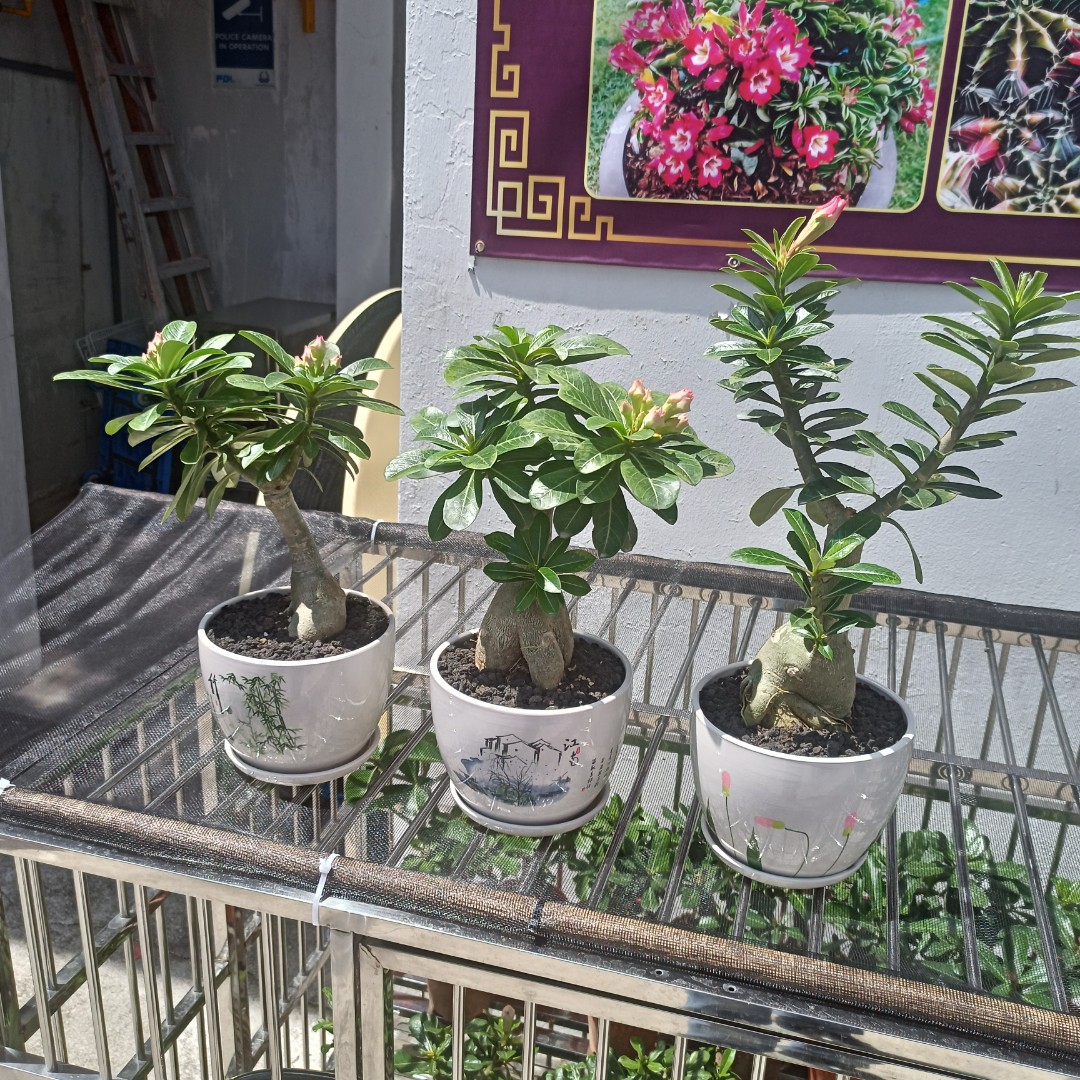 Adenium Furniture Home Living Gardening Plants Seeds On Carousell