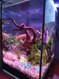 (Category: ) located in . Submitted by johncpcn (Listing ID 1139690723, Image 1). Description: .