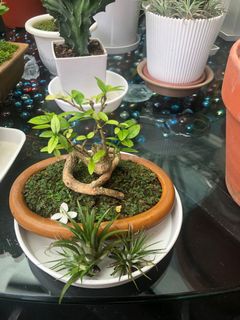 (Category: ) located in . Submitted by grannygreenery (Listing ID 1139699972, Image 1). Description: .