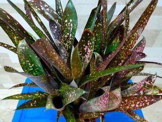 Bromeliad Billbergia (Set of 2 cuttings)