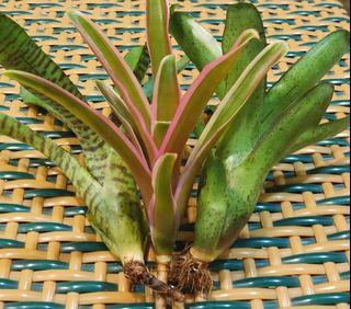 Mini Bromeliads (Combo Set of 3)