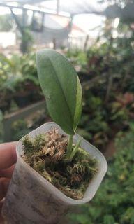 Scindapsus Treubii Moonlight varigata