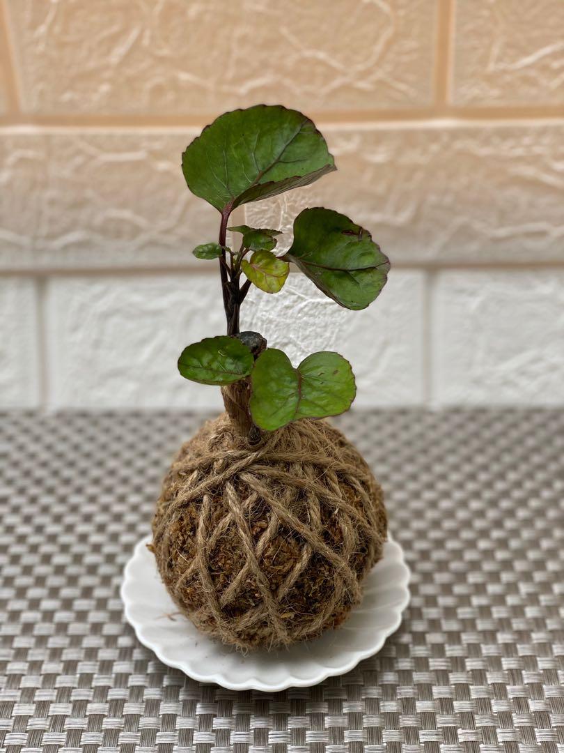 Kokedama 苔玉 傢俬 家居 園藝 植物及種子 Carousell