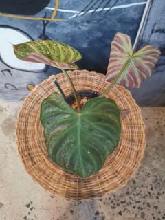 (Category: ) located in . Submitted by greenpatch_homegarden (Listing ID 1139856302, Image 1). Description: .