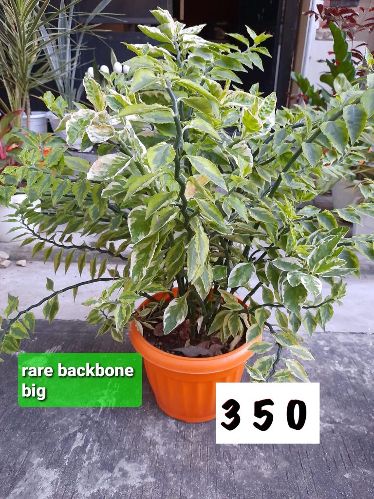 Rare backbone big, Furniture & Home Living, Gardening, Plants & Seeds