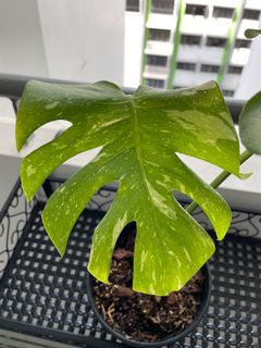 (Category: ) located in . Submitted by plantltd (Listing ID 1139911009, Image 1). Description: .