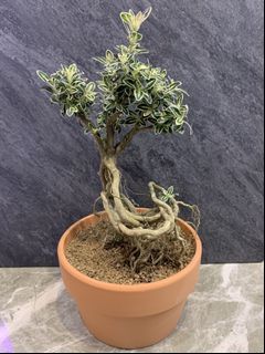 (Category: ) located in . Submitted by plantsforgood (Listing ID 1139985012, Image 1). Description: .